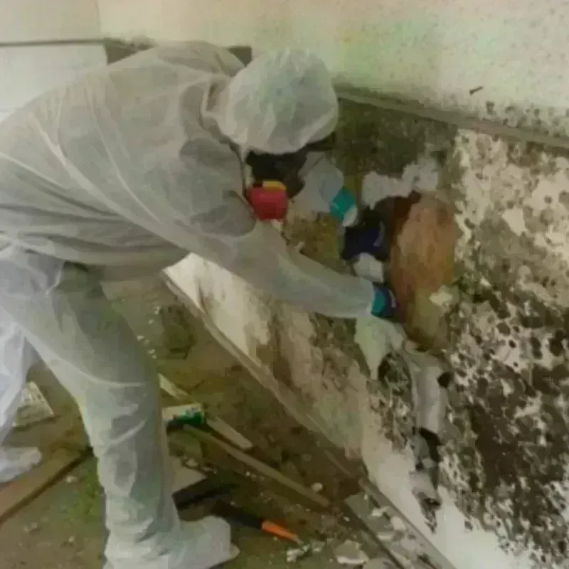 Mold Remediation and Removal in Folsom, CA